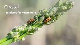  Presentation with asparagus - Amazing slide set having spotted asparagus beetle backdrop and a mint green colored foreground