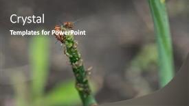  Presentation with pest - PPT theme having spotted-asparagus-beetle background and a dark gray colored foreground
