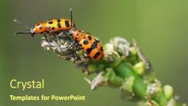  Presentation with asparagus - Colorful presentation design enhanced with spotted-asparagus-beetle backdrop and a tawny brown colored foreground