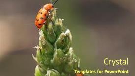  Presentation with asparagus - PPT theme having spotted-asparagus-beetle background and a tawny brown colored foreground