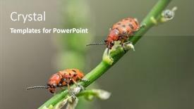  Presentation with sprout - Audience pleasing slide set consisting of spotted-asparagus-beetle backdrop and a mint green colored foreground