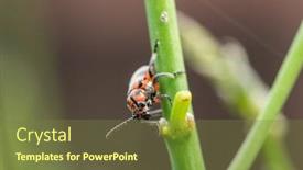  Presentation with pest - Presentation design featuring spotted-asparagus-beetle background and a tawny brown colored foreground