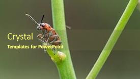  Presentation with pest - Cool new PPT theme with spotted-asparagus-beetle backdrop and a tawny brown colored foreground