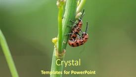  Presentation with asparagus - Slide set enhanced with spotted-asparagus-beetle background and a tawny brown colored foreground