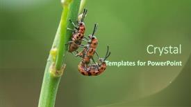  Presentation with pest - Audience pleasing PPT theme consisting of spotted-asparagus-beetle backdrop and a tawny brown colored foreground