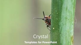  Presentation with pest - Slide set featuring spotted-asparagus-beetle background and a mint green colored foreground