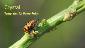  Presentation with pest - Presentation design featuring spotted-asparagus-beetle background and a tawny brown colored foreground