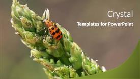  Presentation with pest - Slides having spotted-asparagus-beetle background and a violet colored foreground
