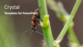  Presentation with asparagus - PPT layouts featuring spotted-asparagus-beetle background and a tawny brown colored foreground