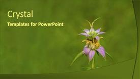  Presentation with bee - Audience pleasing slide set consisting of spotted-bee-balm-monarda-punctata backdrop and a tawny brown colored foreground