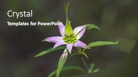  Presentation with bee - Cool new slides with spotted bee-balm monarda punctata backdrop and a tawny brown colored foreground