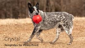  Presentation with texas - Slides with spotted-black-and-white-texas background and a coral colored foreground