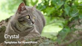  Presentation with blue orange - Presentation theme featuring spotted blue tabby cat background and a tawny brown colored foreground