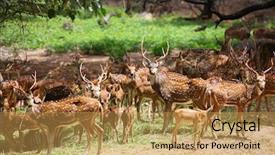  Presentation with deer - PPT layouts enhanced with spotted deer in wild life background and a yellow colored foreground