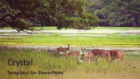  Presentation with sri lanka - PPT theme featuring spotted deer in yala national background and a gold colored foreground