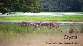 Presentation with sri lanka - PPT layouts with spotted deer in yala national background and a coral colored foreground