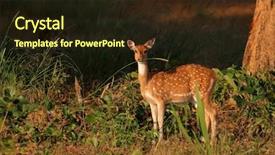  Presentation with rural india part - Colorful presentation enhanced with spotted deer or chital axis backdrop and a wine colored foreground
