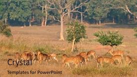  Presentation with deer - Beautiful presentation design featuring spotted deer or chital axis backdrop and a gold colored foreground