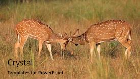  Presentation with deer - Cool new presentation design with spotted deer or chital axis backdrop and a gold colored foreground