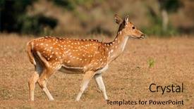  Presentation with rural india part - PPT theme having spotted deer or chital axis background and a coral colored foreground