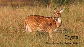  Presentation with national anthem india - Presentation theme consisting of spotted deer or chital axis background and a coral colored foreground