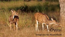  Presentation with deer - PPT theme consisting of spotted deer or chital axis background and a coral colored foreground