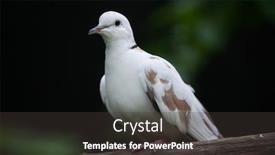  Presentation with dove - PPT layouts enhanced with spotted-dove-spilopelia-chinensis-chinensis background and a dark gray colored foreground