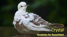  Presentation with dove - Audience pleasing presentation consisting of spotted-dove-spilopelia-chinensis-chinensis backdrop and a tawny brown colored foreground