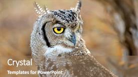  Presentation with kalahari - Slides with spotted eagle-owl bubo africa background and a coral colored foreground