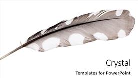  Presentation with feather cartoon - Beautiful PPT theme featuring spotted feather isolated on white backdrop and a  colored foreground