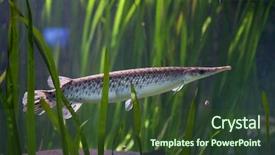  Presentation with freshwater fish - Cool new presentation theme with spotted-gar-lepisosteus-oculatus-freshwater backdrop and a tawny brown colored foreground
