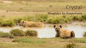  Presentation with pond - Beautiful slides featuring spotted-hyena-by-a-pond backdrop and a yellow colored foreground