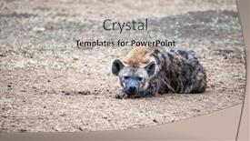  Presentation with kenya - Presentation consisting of spotted-hyena-crocuta-crocuta-resting background and a light gray colored foreground