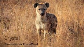  Presentation with south africa - Audience pleasing PPT layouts consisting of spotted-hyena-crocuta-crocuta-standing backdrop and a coral colored foreground