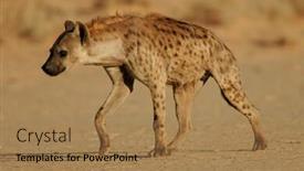  Presentation with kalahari - Cool new slide set with spotted hyena crocuta crocuta walking kalahari south africa backdrop and a coral colored foreground