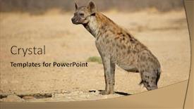  Presentation with kalahari - PPT layouts featuring spotted hyena crocuta crocuta in natural habitat kalahari desert south africa background and a coral colored foreground