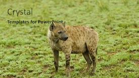  Presentation with national - Amazing slide set having spotted-hyena-crocuta-crocuta backdrop and a yellow colored foreground
