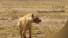  Presentation with park - Audience pleasing PPT layouts consisting of spotted-hyena-crocuta-crocuta backdrop and a coral colored foreground