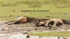  Presentation with area - PPT theme enhanced with spotted-hyena-crocuta-crocuta background and a yellow colored foreground