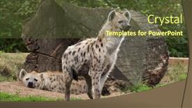  Presentation with spotted sheep - Slide deck consisting of spotted-hyena-crocuta-crocuta background and a tawny brown colored foreground