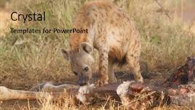  Presentation with eating - Audience pleasing slides consisting of spotted hyena eating giraffe carcasse backdrop and a coral colored foreground