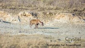 Presentation with travel animal - Amazing presentation having spotted-hyena-in-the-african backdrop and a mint green colored foreground
