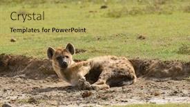  Presentation with area - Presentation design consisting of spotted-hyena-laying-in-mud background and a yellow colored foreground