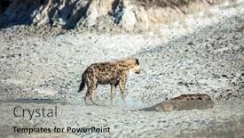  Presentation with travel animal - Presentation theme featuring spotted-hyenas-in-the-african background and a light gray colored foreground