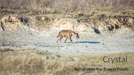  Presentation with travel animal - Beautiful PPT layouts featuring spotted-hyenas-in-the-african backdrop and a coral colored foreground