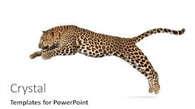  Presentation with healthy workplace full length side view - PPT theme with spotted-leopard-leaping-panthera-pardus background and a white colored foreground