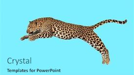  Presentation with spotted sheep - Presentation theme enhanced with spotted-leopard-leaping-panthera-pardus background and a white colored foreground