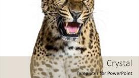 Presentation with roaring - Presentation theme consisting of spotted-leopard-roaring-and-showing background and a coral colored foreground