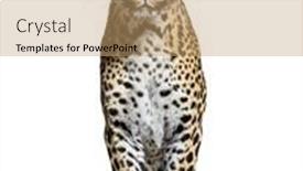  Presentation with camera - Slide set featuring spotted-leopard-standing-in-front background and a coral colored foreground