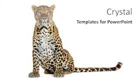  Presentation with camera - Presentation theme having spotted-leopard-standing-in-front background and a white colored foreground
